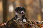 Miniature Australian Shepherd with blue eyes