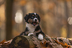 Miniature Australian Shepherd with blue eyes