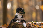 Miniature Australian Shepherd with blue eyes