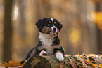 Miniature Australian Shepherd with blue eyes