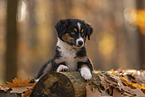 Miniature Australian Shepherd with blue eyes