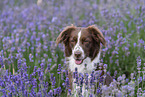 female Miniature Australian Shepherd