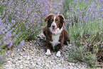 female Miniature Australian Shepherd