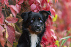 Miniature Australian Shepherd in foliage