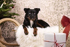 Miniature Australian Shepherd in Christmas decoration