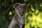 male Miniature Australian Shepherd