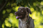 male Miniature Australian Shepherd