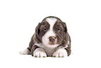 Miniature Australian Shepherd Puppy