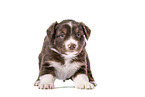 Miniature Australian Shepherd Puppy