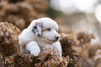 Miniature Australian Shepherd Puppy