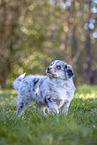 Miniature Australian Shepherd Puppy