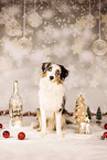 Miniature Australian Shepherd in studio