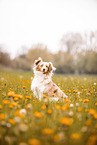 Miniature Australian Shepherd