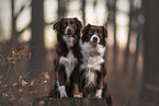 female Miniature Australian Shepherds