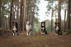 Miniature Australian Shepherds