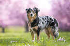 Miniature Australian Shepherd