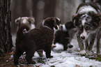 Miniature Australian Shepherds