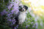 Miniature Australian Shepherd