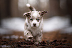 Miniature Australian Shepherd Puppy