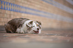 Miniature Australian Shepherd