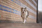 Miniature Australian Shepherd