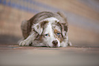 Miniature Australian Shepherd