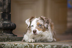 Miniature Australian Shepherd