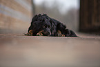 Miniature Australian Shepherd