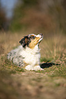 young Miniature Australian Shepherd