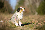 young Miniature Australian Shepherd