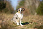 young Miniature Australian Shepherd