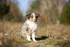 young Miniature Australian Shepherd