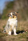 young Miniature Australian Shepherd