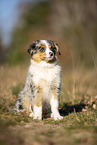 young Miniature Australian Shepherd