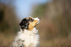 young Miniature Australian Shepherd