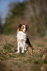 young Miniature Australian Shepherd