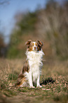 young Miniature Australian Shepherd