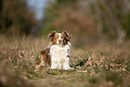 young Miniature Australian Shepherd