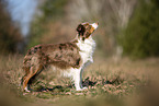 young Miniature Australian Shepherd