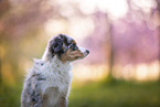 young Miniature Australian Shepherd