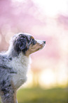 young Miniature Australian Shepherd