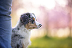 young Miniature Australian Shepherd