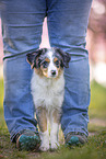 young Miniature Australian Shepherd