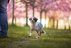 young Miniature Australian Shepherd