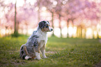 young Miniature Australian Shepherd