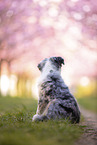 young Miniature Australian Shepherd