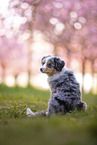 young Miniature Australian Shepherd