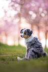 young Miniature Australian Shepherd