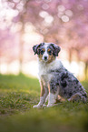 young Miniature Australian Shepherd