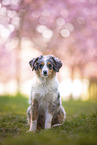 young Miniature Australian Shepherd